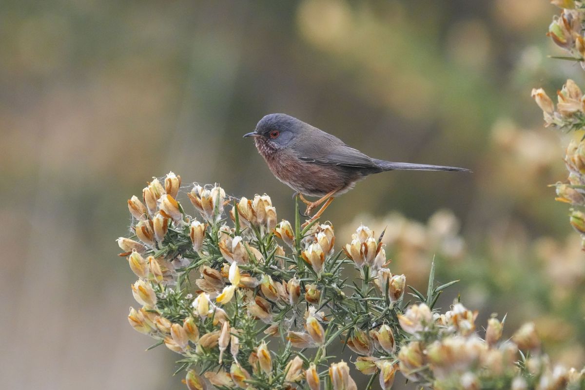 A bird on a branch at first light