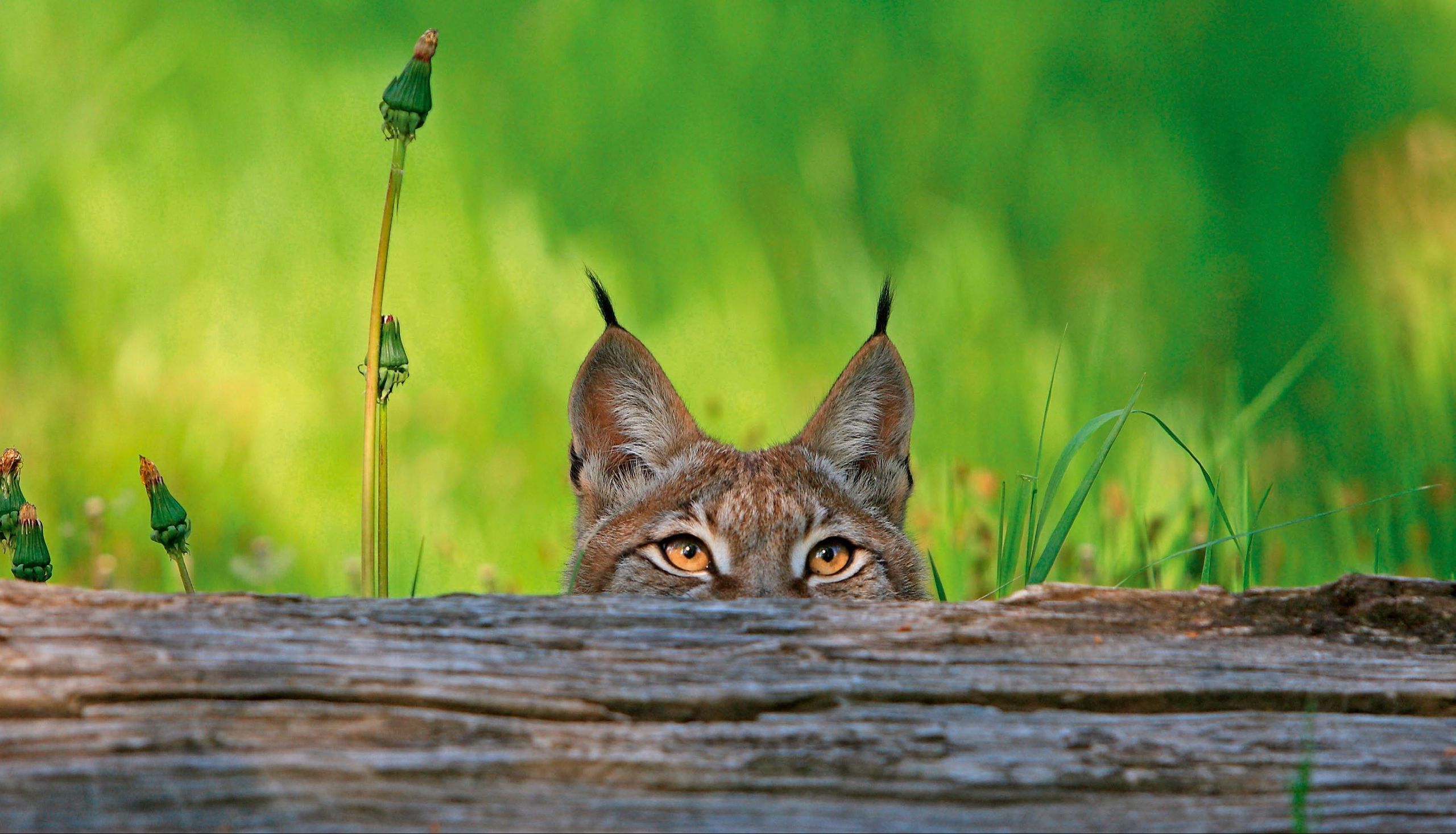 The lynx effect: It's about time to reintroduce this shy predator