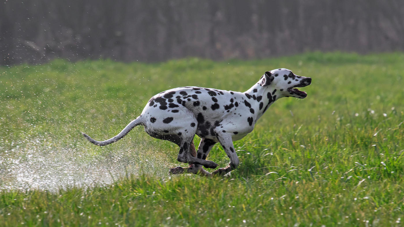 Dalmatian running out of water