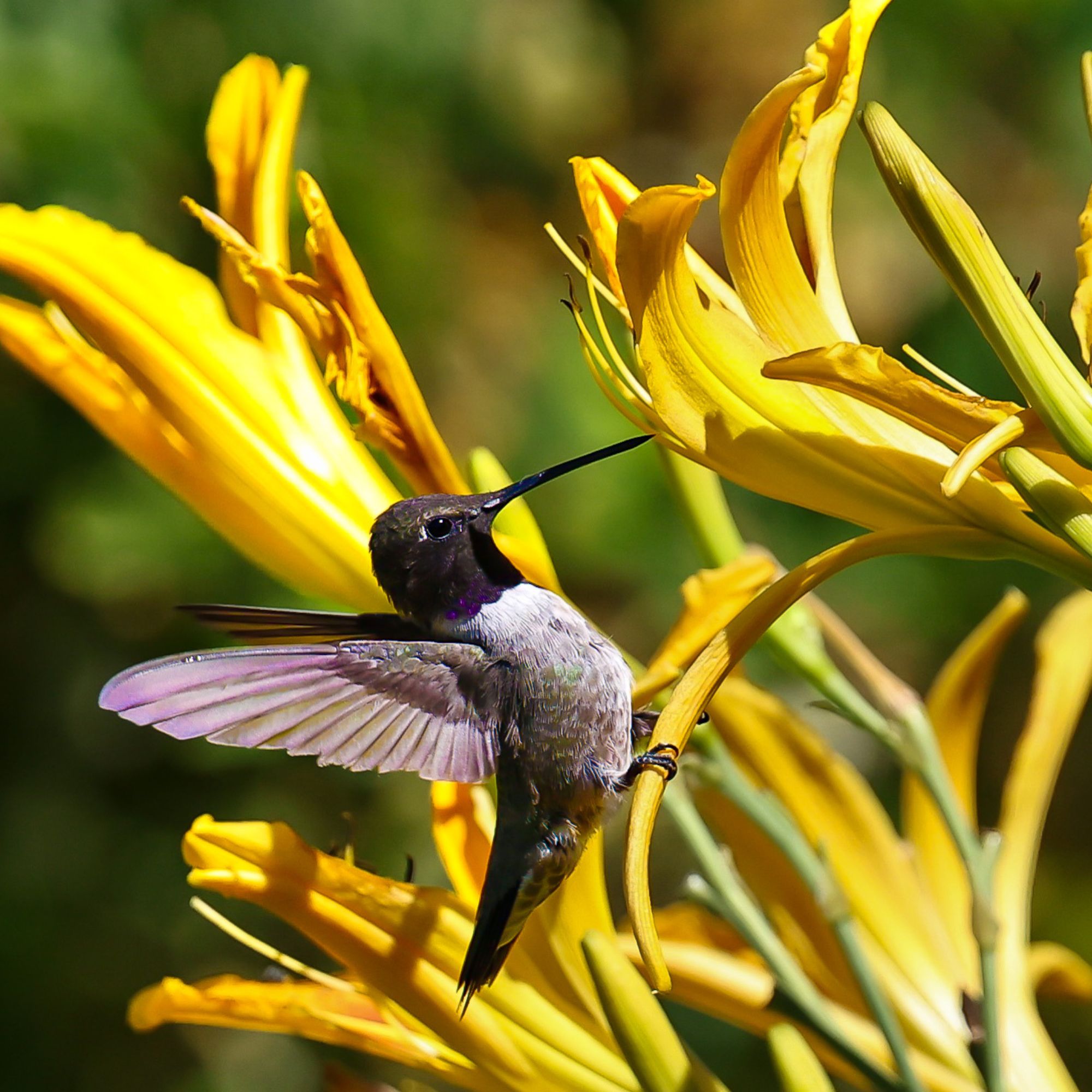 Black- Chinned Hummingbird perched on yellow flower
