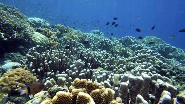 Acid oceans: the risk from carbon emissions| News | | The Week