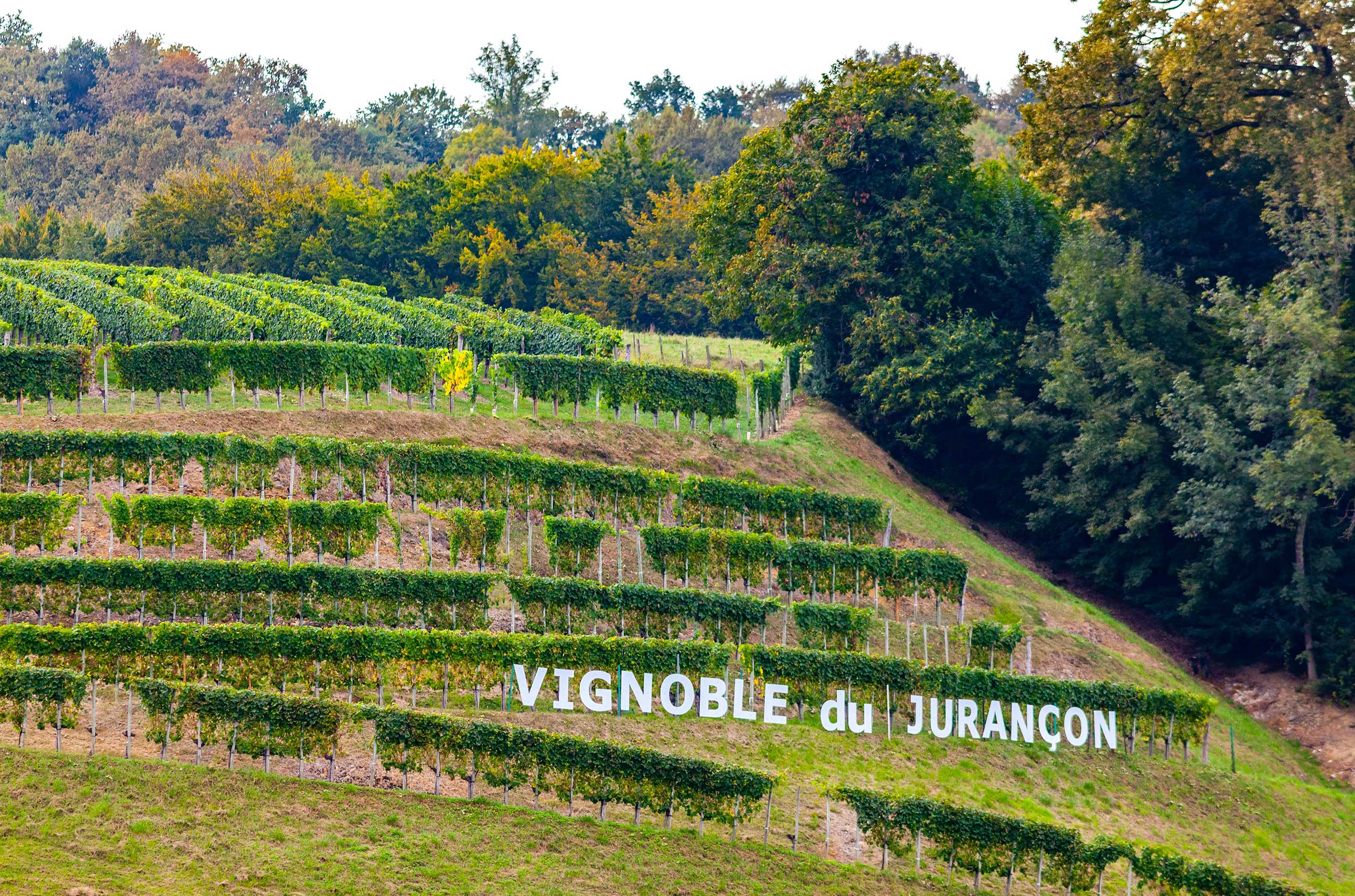 Vineyards of Juran&amp;ccedil;on