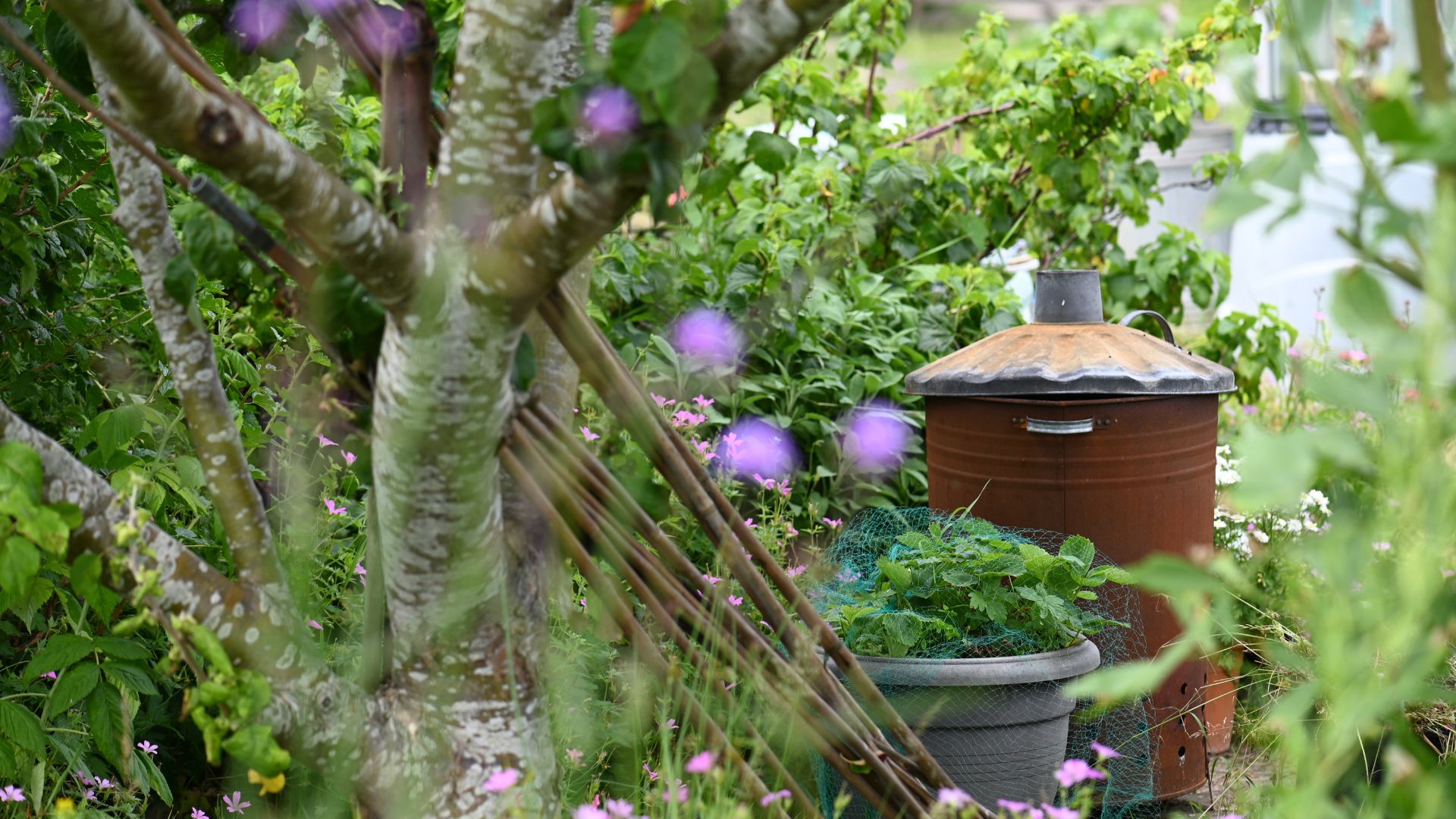 picture of rusty incinerator in garden near tree