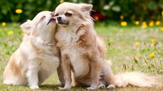 Long hair chihuahua giving her brother some loving licks.