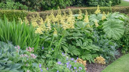 plants for wet soil growing in damp border growing in late spring 