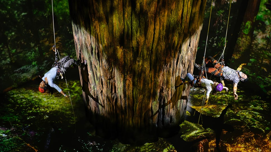 Redwood the musical; people swinging on a large tree on a stage