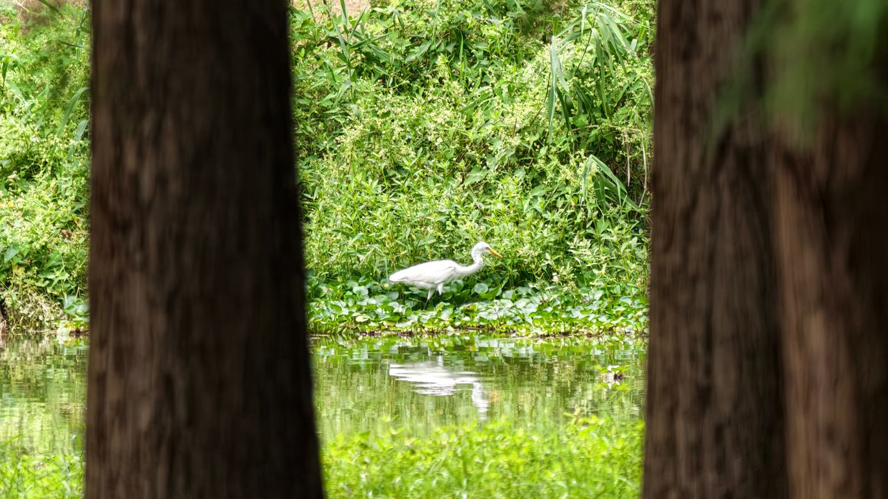 Vivo X500 Pro Max zoom shot