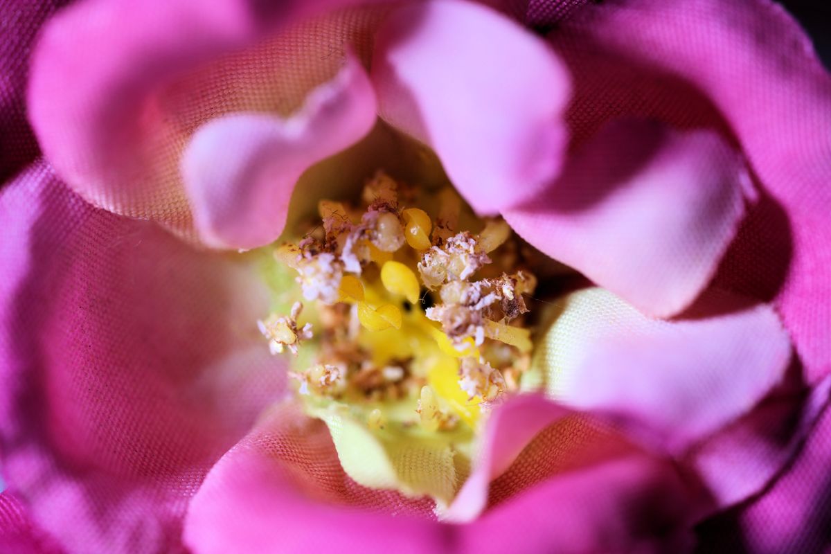 Laowa Aksen 1-5x Ultra Macro APO sample image