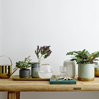 A wooden dining table topped with assorted plant pots and vases