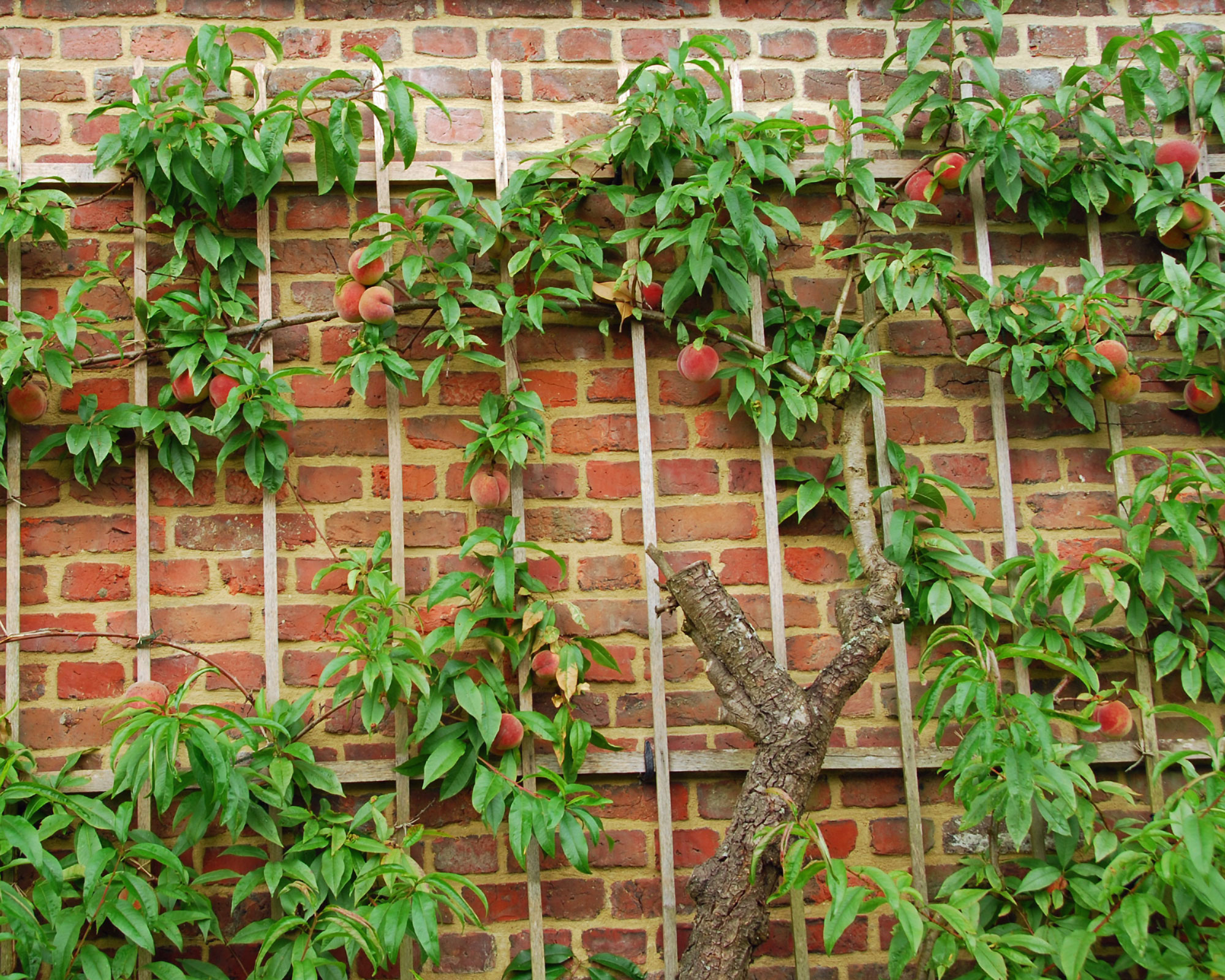 peach tree growing in an espalier against a brick garden wall