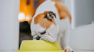 Dog eating from yellow food bowl