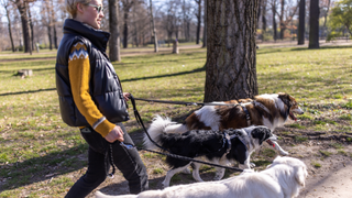 Woman walking three dogs as a pet sitter