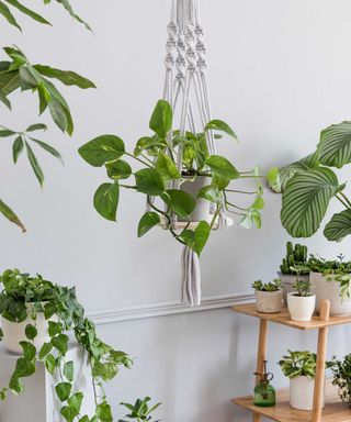 houseplants in hanging planter and on stand