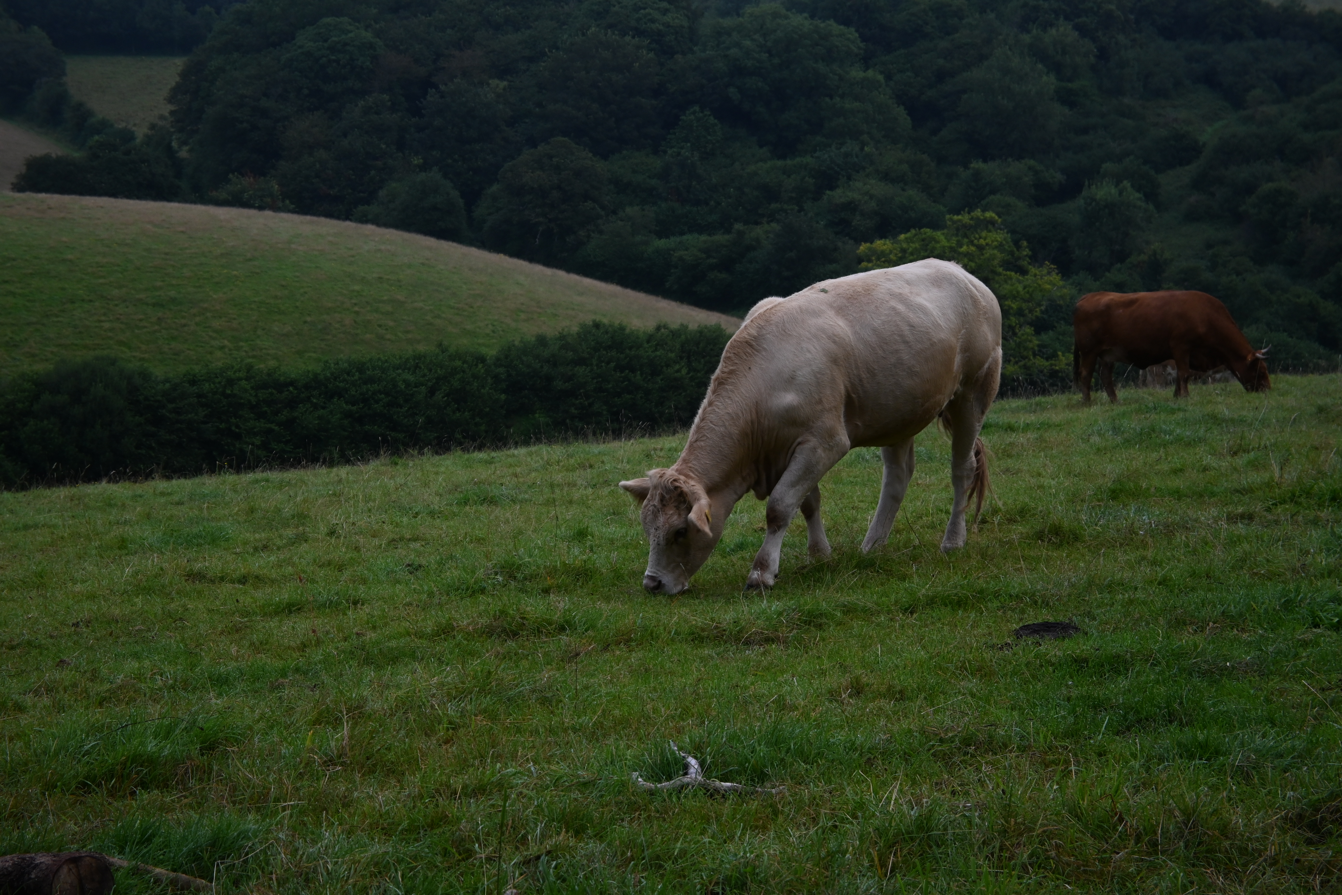 A cow grazing in a field