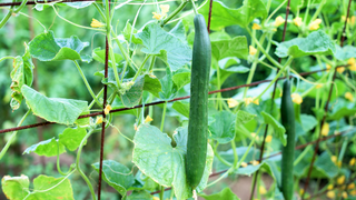 Cucumbers growing in vegetable garden