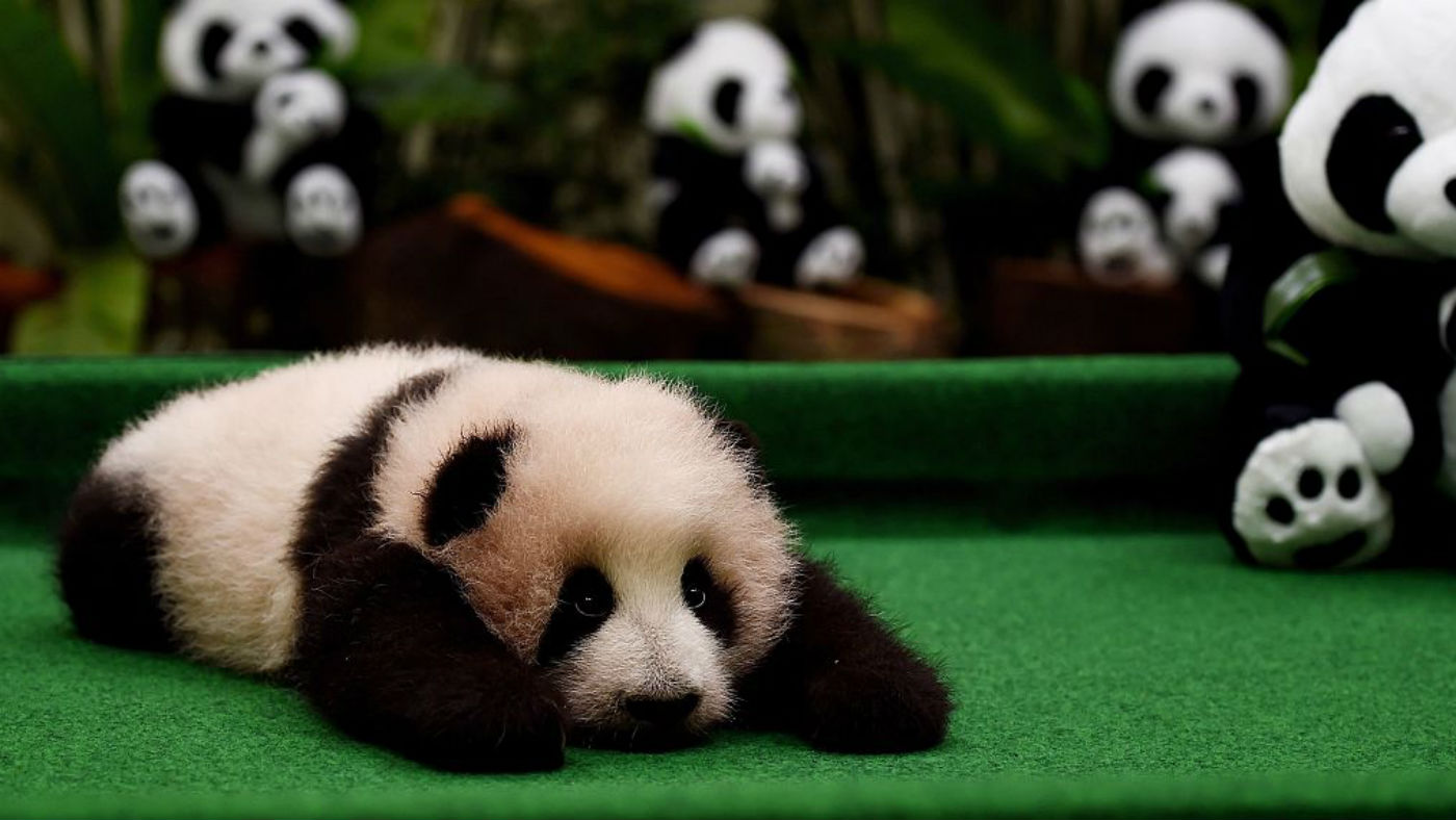 The South China Morning Post credits "decades of conservation work" in China for the rebound