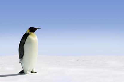 Researchers find new, massive penguin fossils in Antarctica