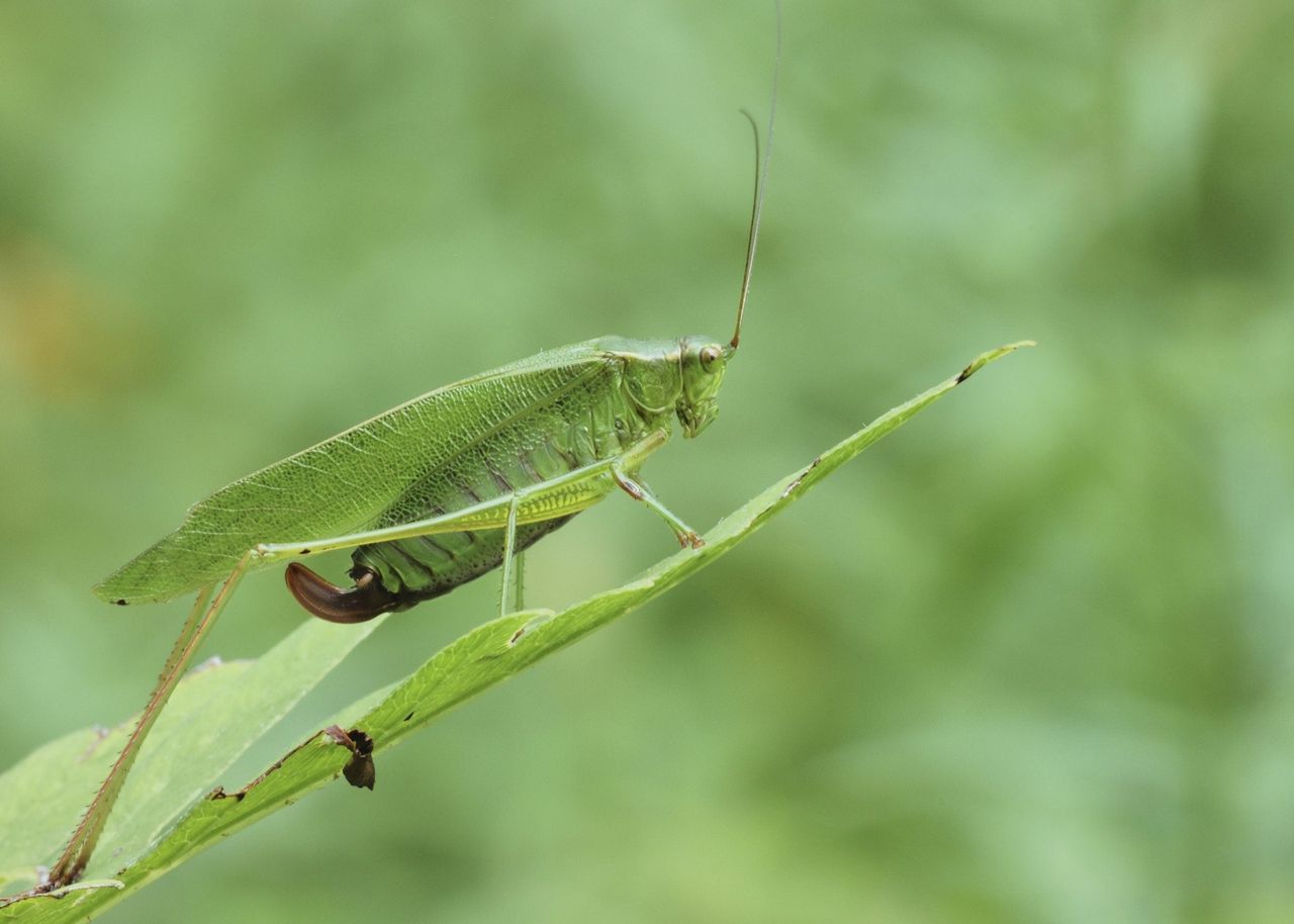 Green Katydid Insect On Plant Leaf