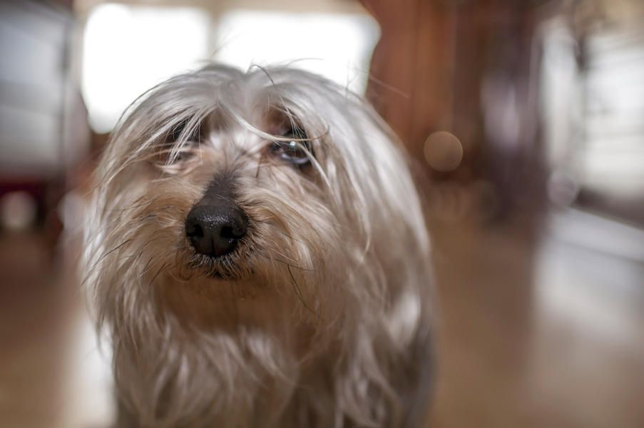 Pooping dog forces flight to make emergency landing