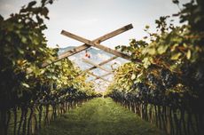 Mezzacorona_Terold_vines.jpg