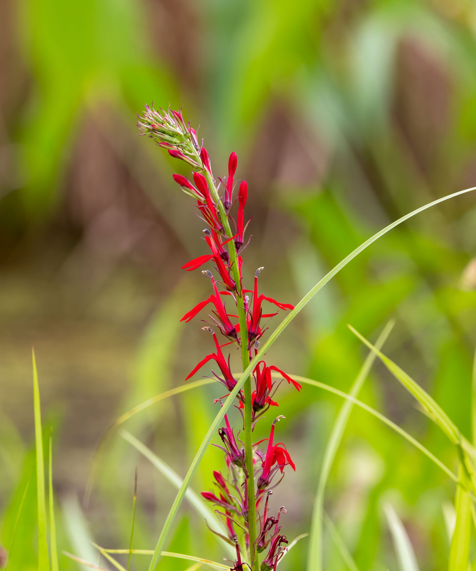red cardinal flowers