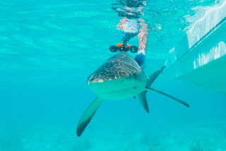 Underwater footage courtesy of a shark.