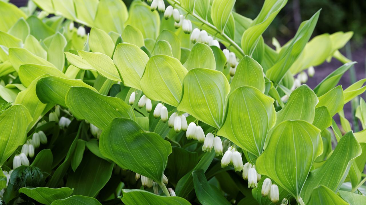 Solomon&#039;s seal with white, bell-like blooms in a garden