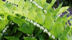 Solomon's seal with white, bell-like blooms in a garden