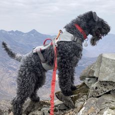 Betty the Kerry blue terrier climbing