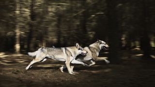 Two wolves running in a forest