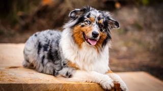 Australian Shepherd Dog with different colored eyes