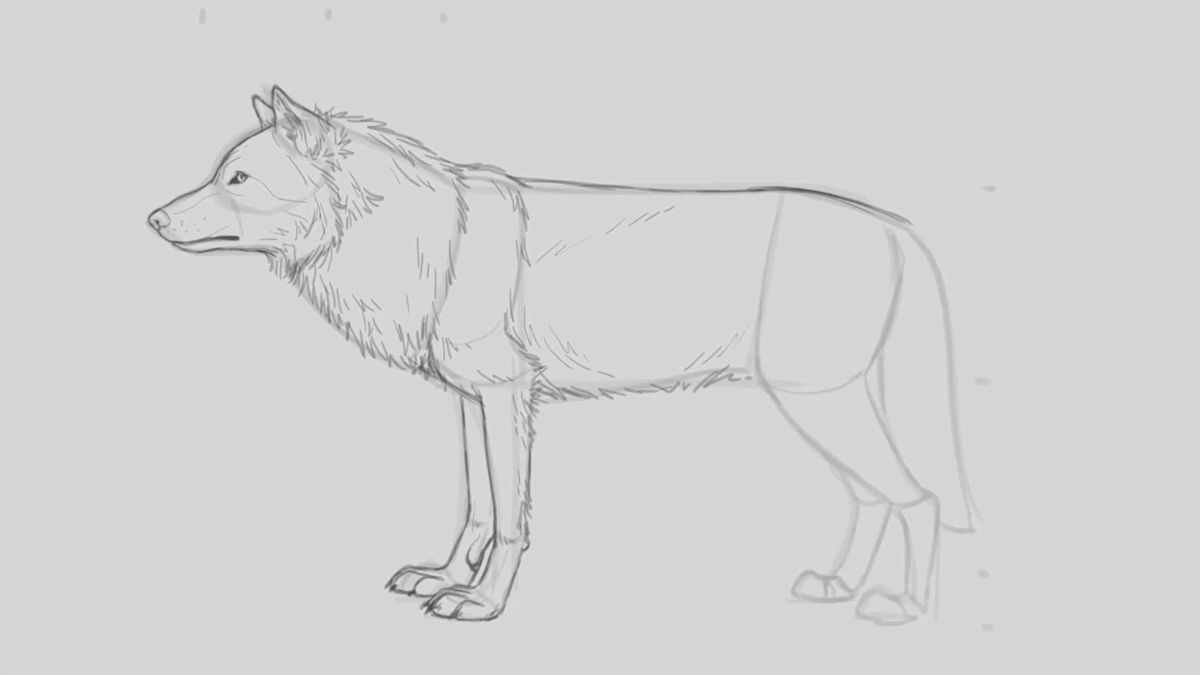 How To Draw A Wolf Creative Bloq