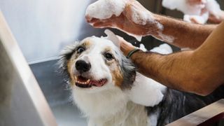 Border collie at dog groomer getting a bath with dog shampoo.