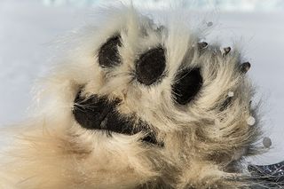 A Polar Bear Paw