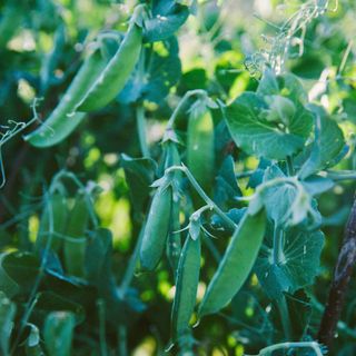 A close-up of peas growing in a vegetable garden