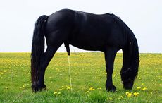 horse-urinating-F2XJGG.jpg