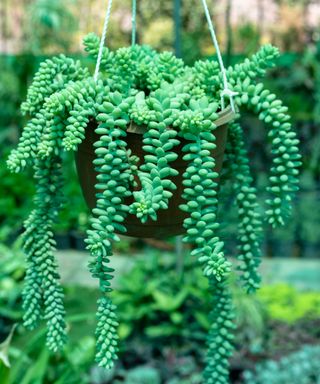 hanging succulent burro's tail in plastic container