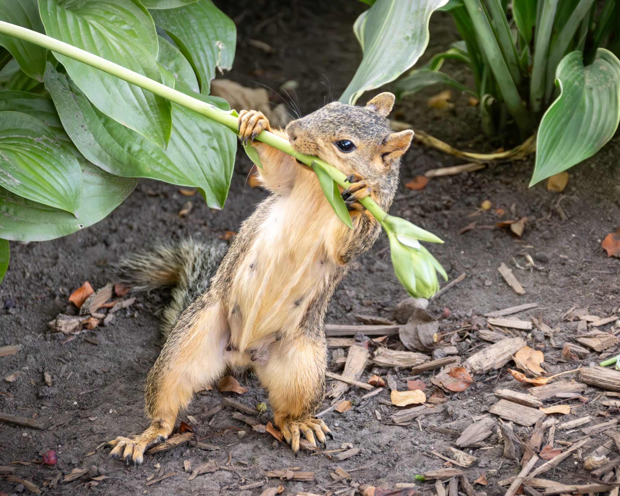 Squirrel eating plants in garden