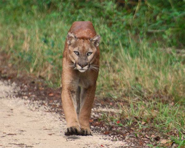 Scientists estimate growing Florida panther population