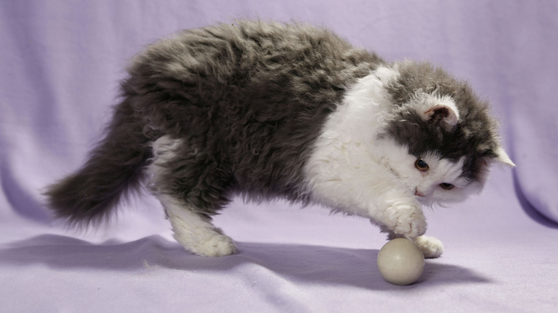 Selkirk rex cat playing with ball