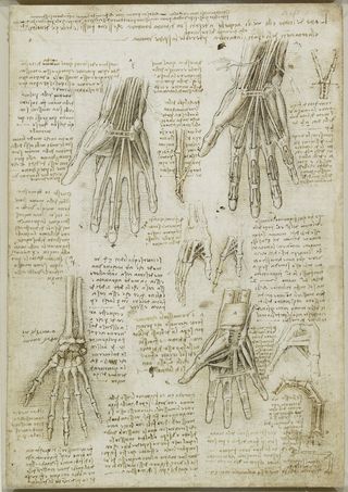 Leonardo da Vinci's sketch of the hand anatomy.