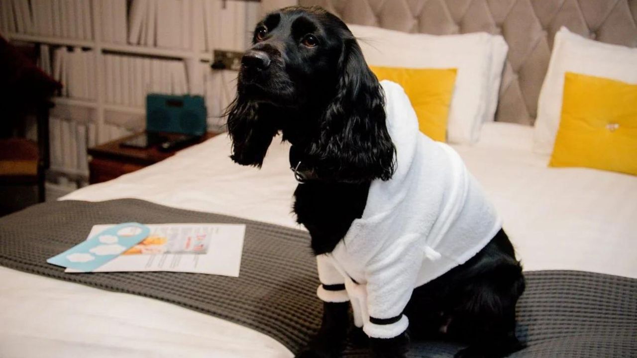 A dog at The Lawrence Hotel, Lancashire