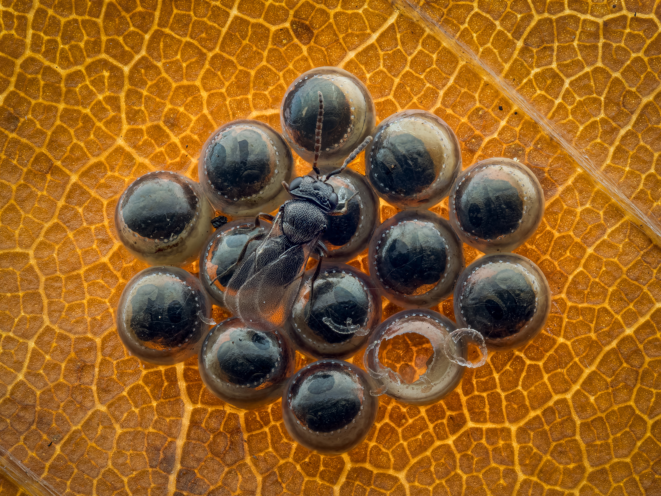 A cluster of shield bug eggs parasitised by the wasp Trissolcus semistriatus, with one adult emerged and others developing inside the unopened eggs. Photographed in Solingen, Germany