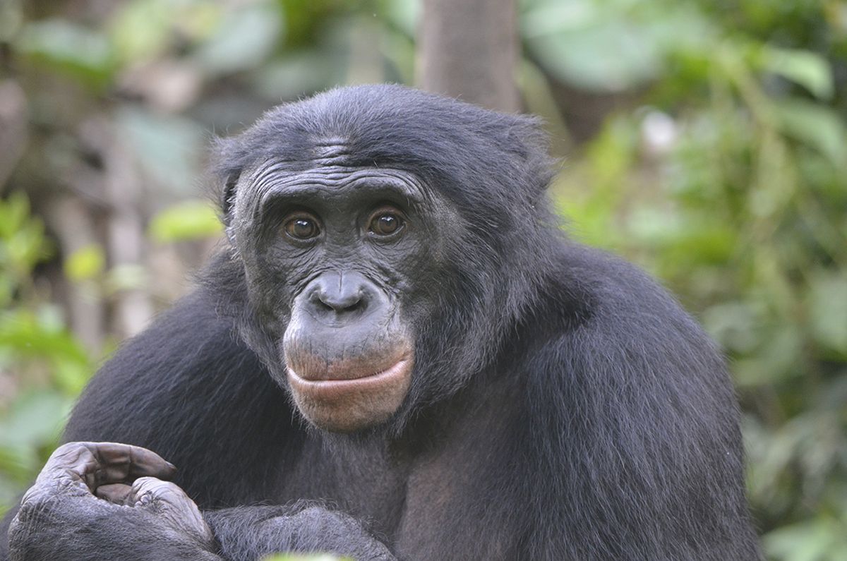 Rudeness Wins Bonobos Are Attracted to Creeps Live Science