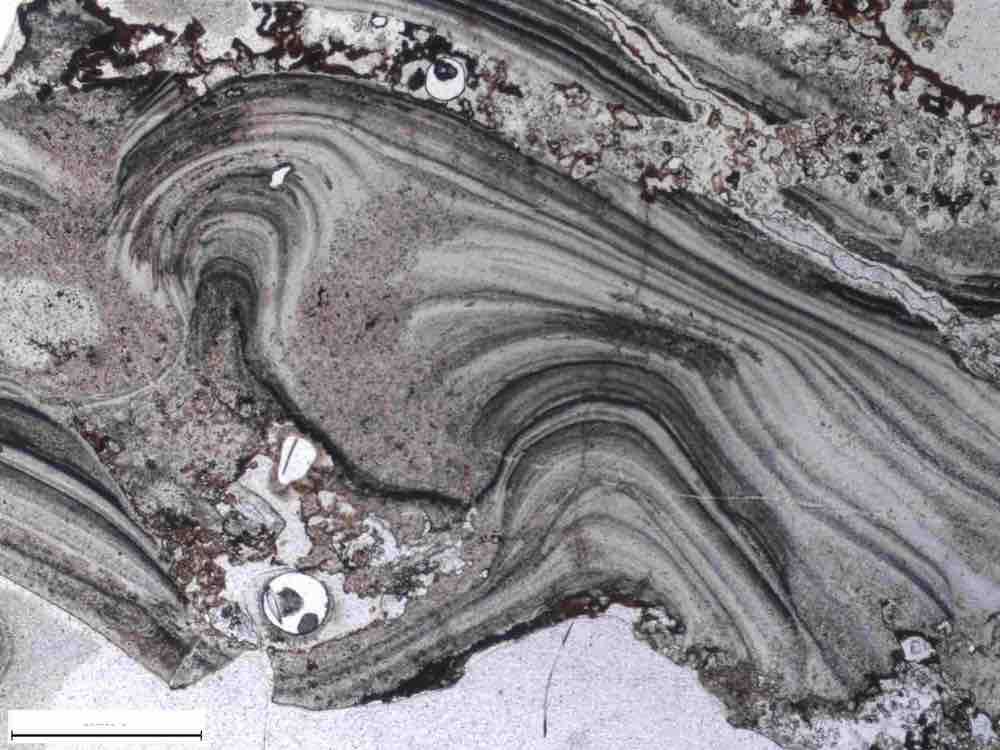 Oldest Evidence of Life on Earth Possibly Found in Australian Rocks Live Science