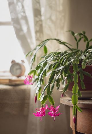 A photo of a flowering cactus on the window