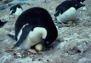 Don't ask these guys to tap dance. Adelie penguins in Antarctica.