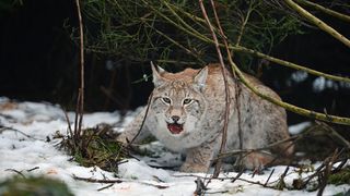 Eurasian lynx in Scotland