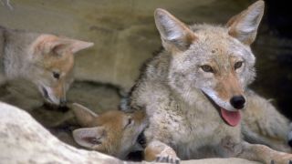A photo of a mother coyote and two pups in a den in Colorado.