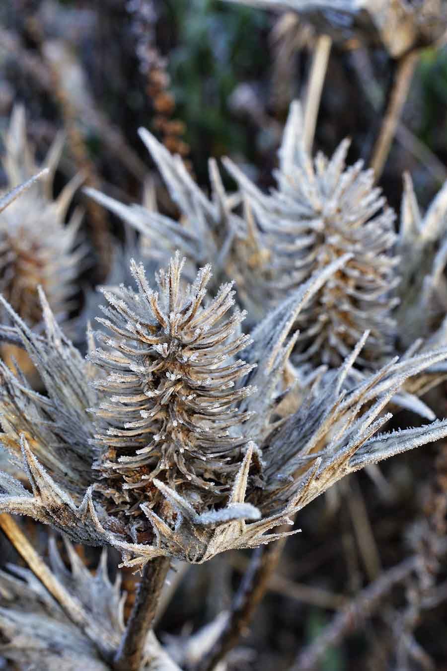 Expert tips on when and how to cut back perennials Gardeningetc